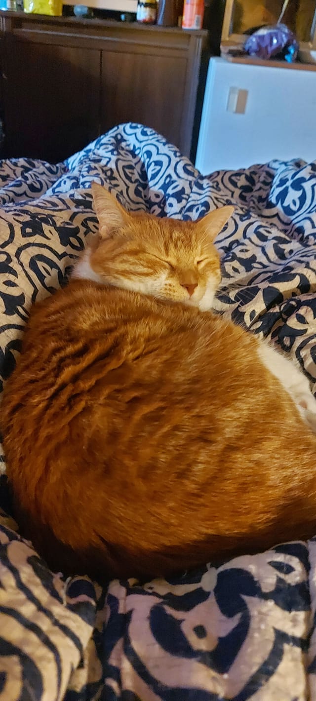 An orange cat sleeps on a bed, Photo 5